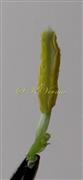  Stamen